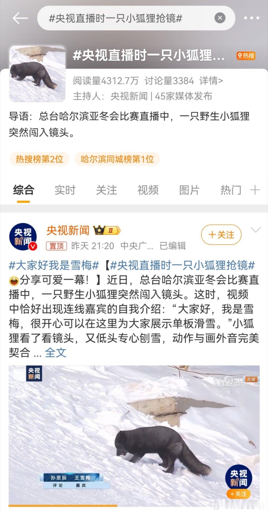 央视直播时一只小狐狸抢镜 好不容易藏点吃的，全给直播出去了哈哈哈！ 