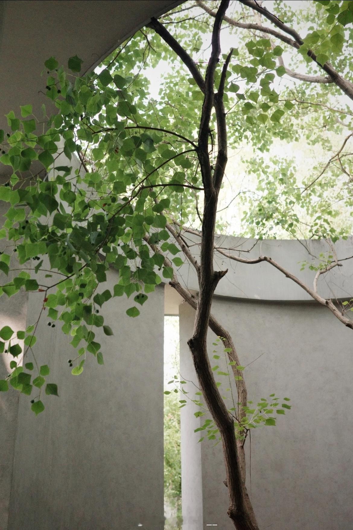 早安[超话]  🌳·Good morning·温暖的阳光沉静的空气，悄然开启这