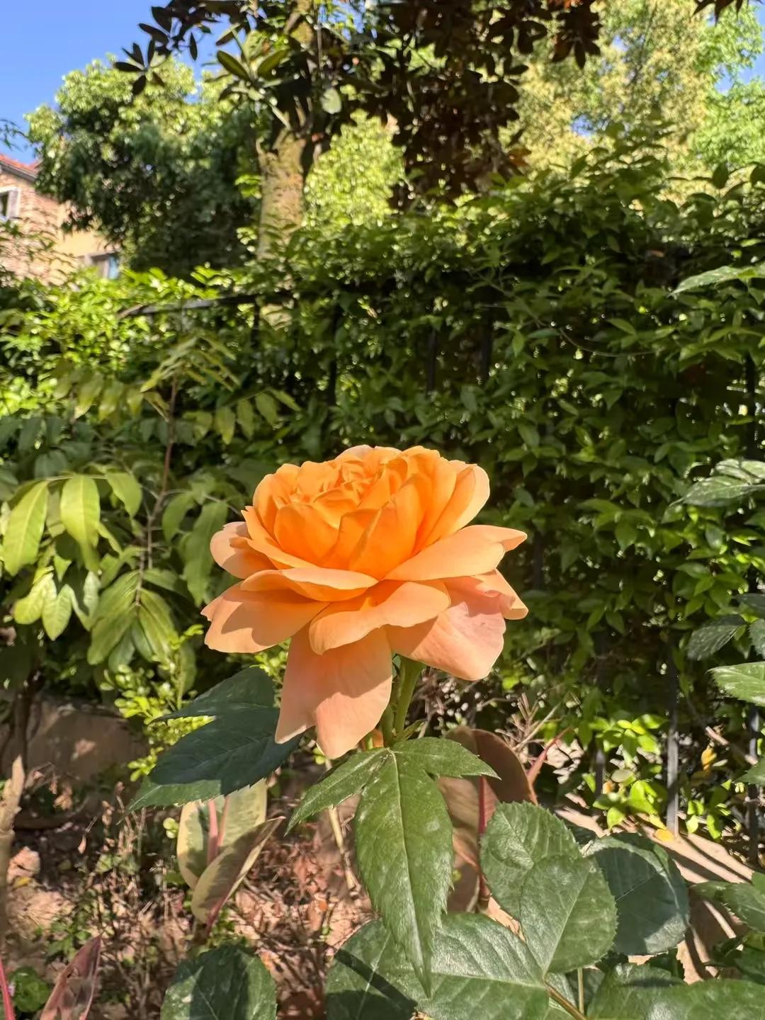 记录花朵盛开的瞬间