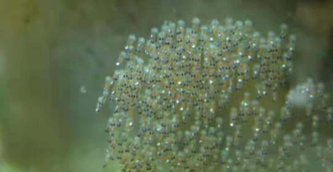 干塘积水鱼游动，万年鱼籽是真是假？水从哪来鱼从哪来。

最近老家后山那个干了快两