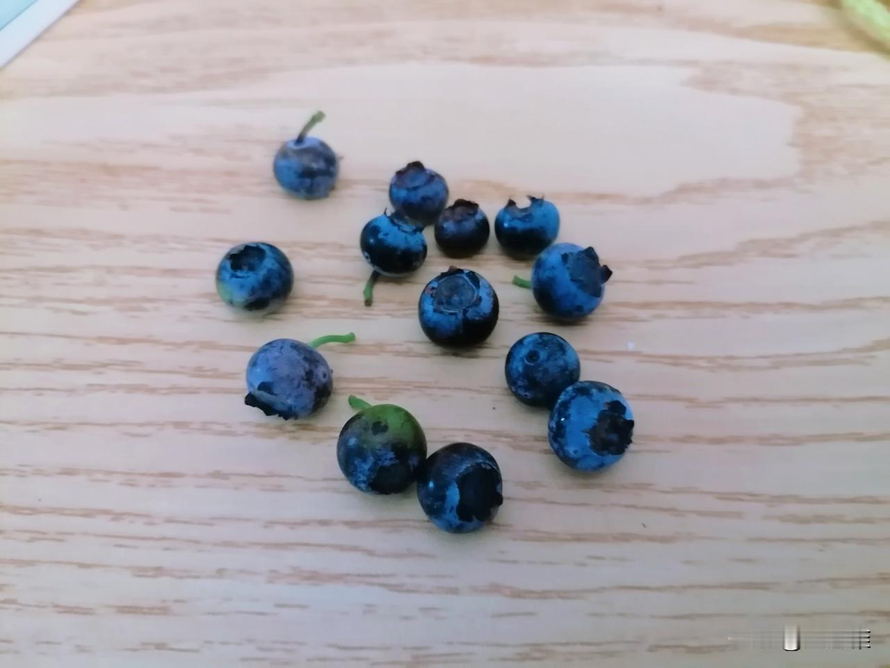 早上，我摘了几颗成熟的蓝莓下来，顺便还搞定两条偷吃果子的小虫子。

身边没有镊子