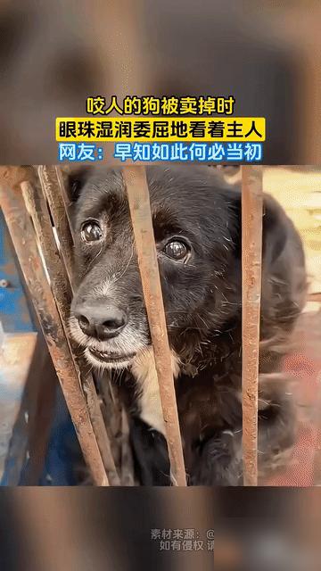 一条黑狗咬伤了人，主人无奈听从他人劝告将它卖掉。

说真的，作为养了十来年狗的过