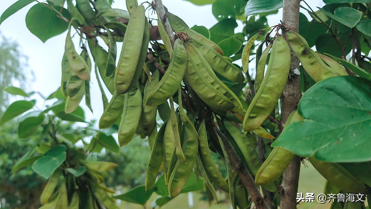 紫荆花的果实（豆荚）由绿色变成紫红色