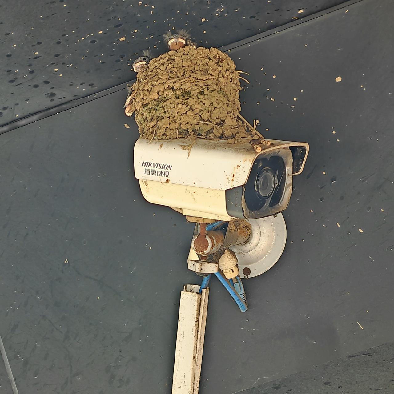 在深圳第一次见燕子把巢筑在了饭店门口的监控摄像头上，这真的是神奇的一幕呀！鸟巢里