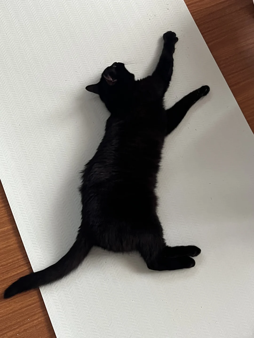 猫猫拉伸