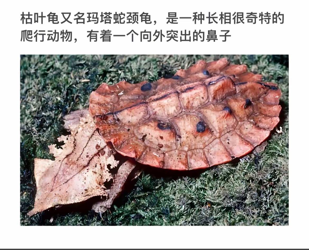枯叶龟似叶藏身，静待春来展新颜。