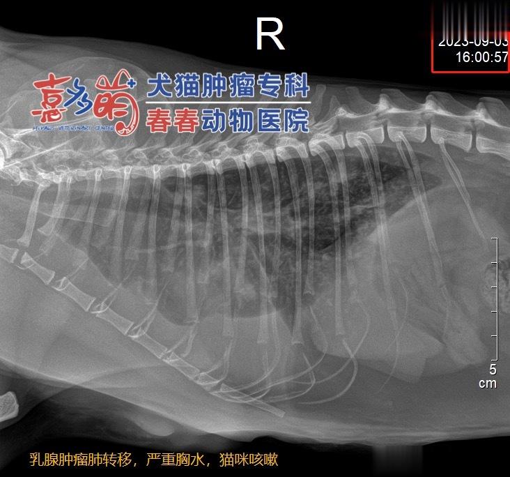 #犬猫肿瘤科##肿瘤肺转移# 恶性乳腺癌的猫，来求助的时候已经出现了咳嗽和肺转移