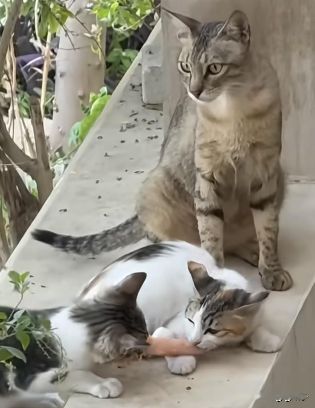 这只猫妈妈从外头给两个娃叼回一块鲜肉，两个小崽子立马扑上去争抢起来，谁也不肯让着