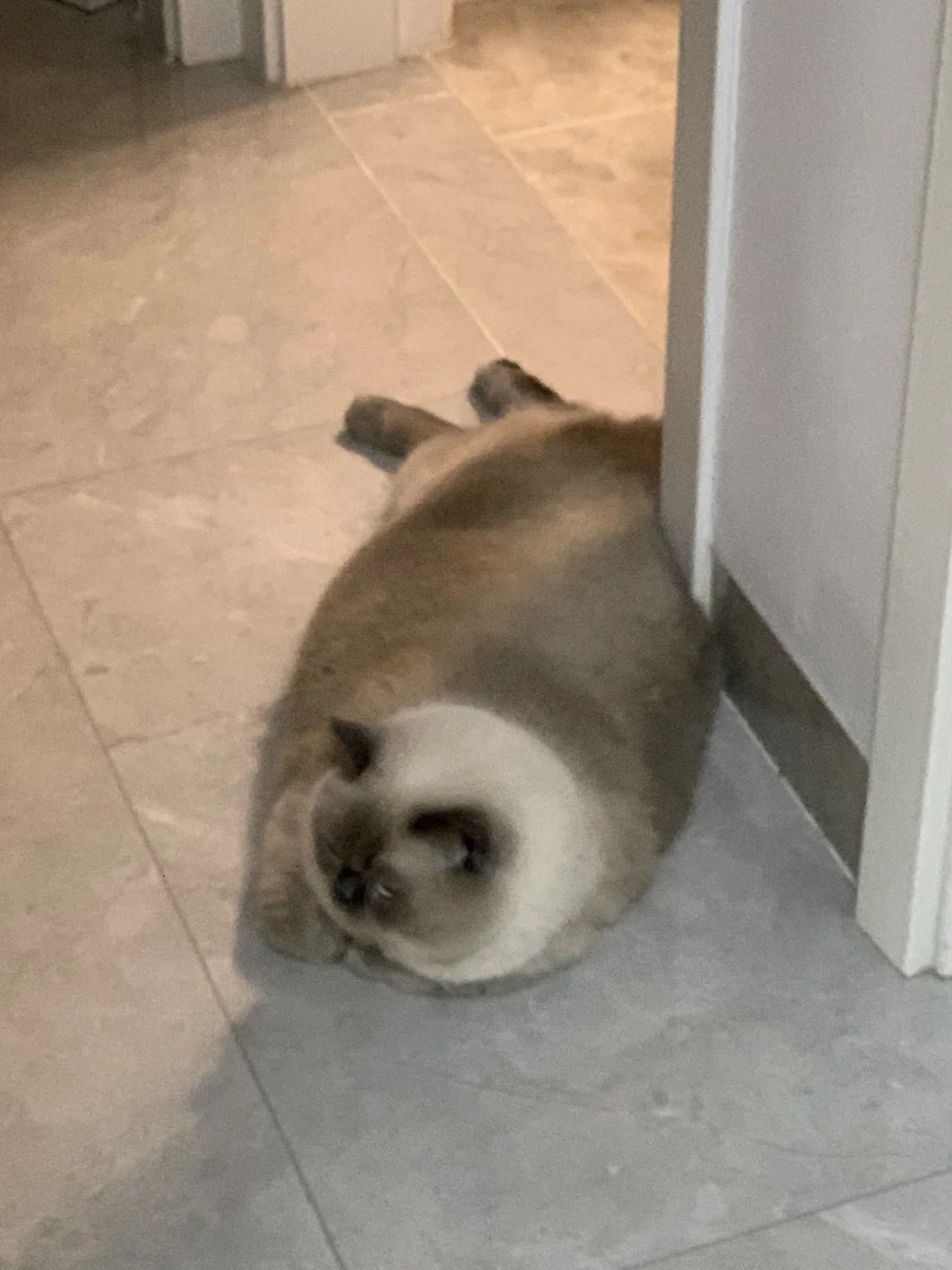 动物园的海豹怎么在我家