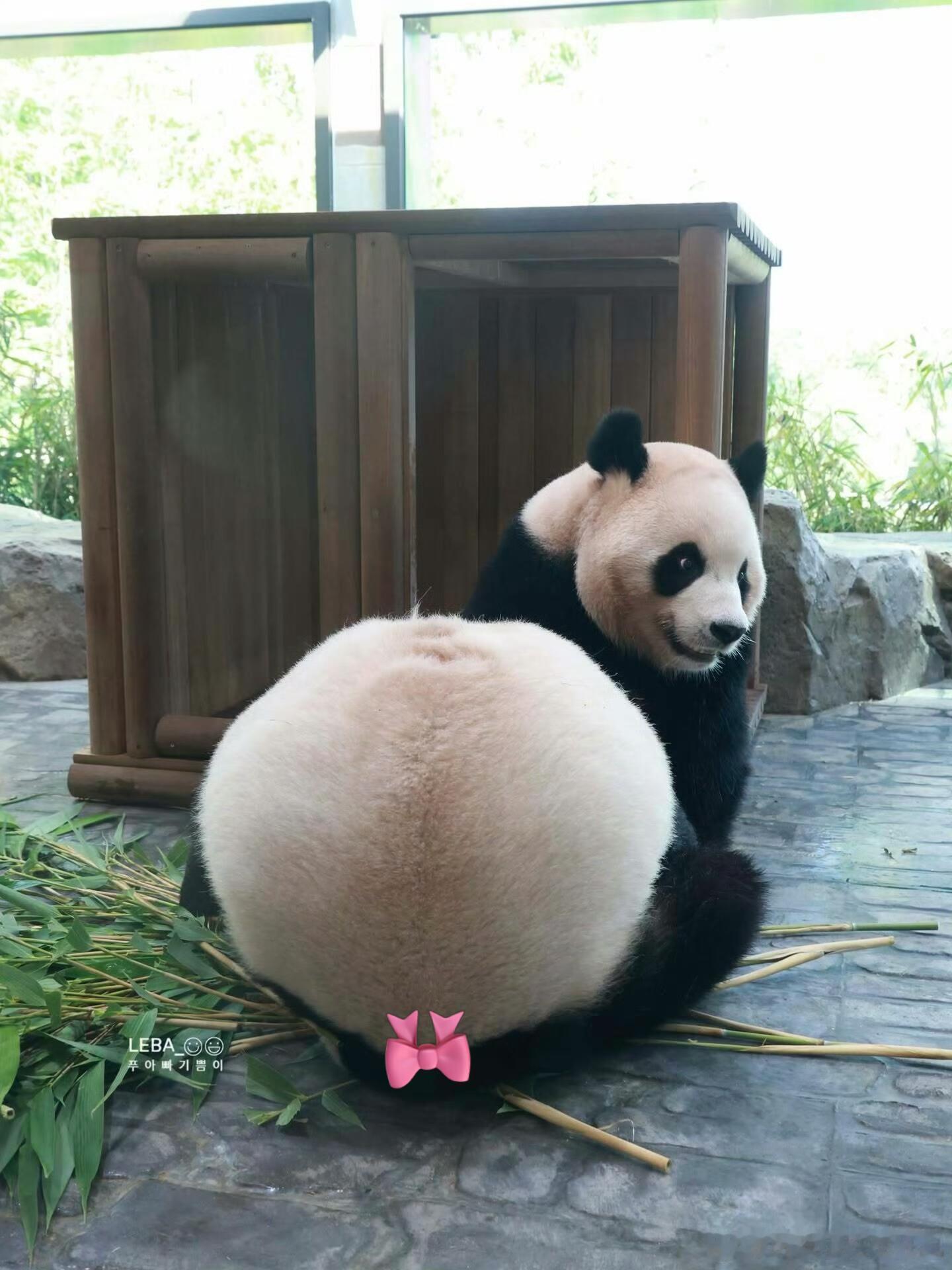 睿宝搓汤圆，搓的又圆又大 