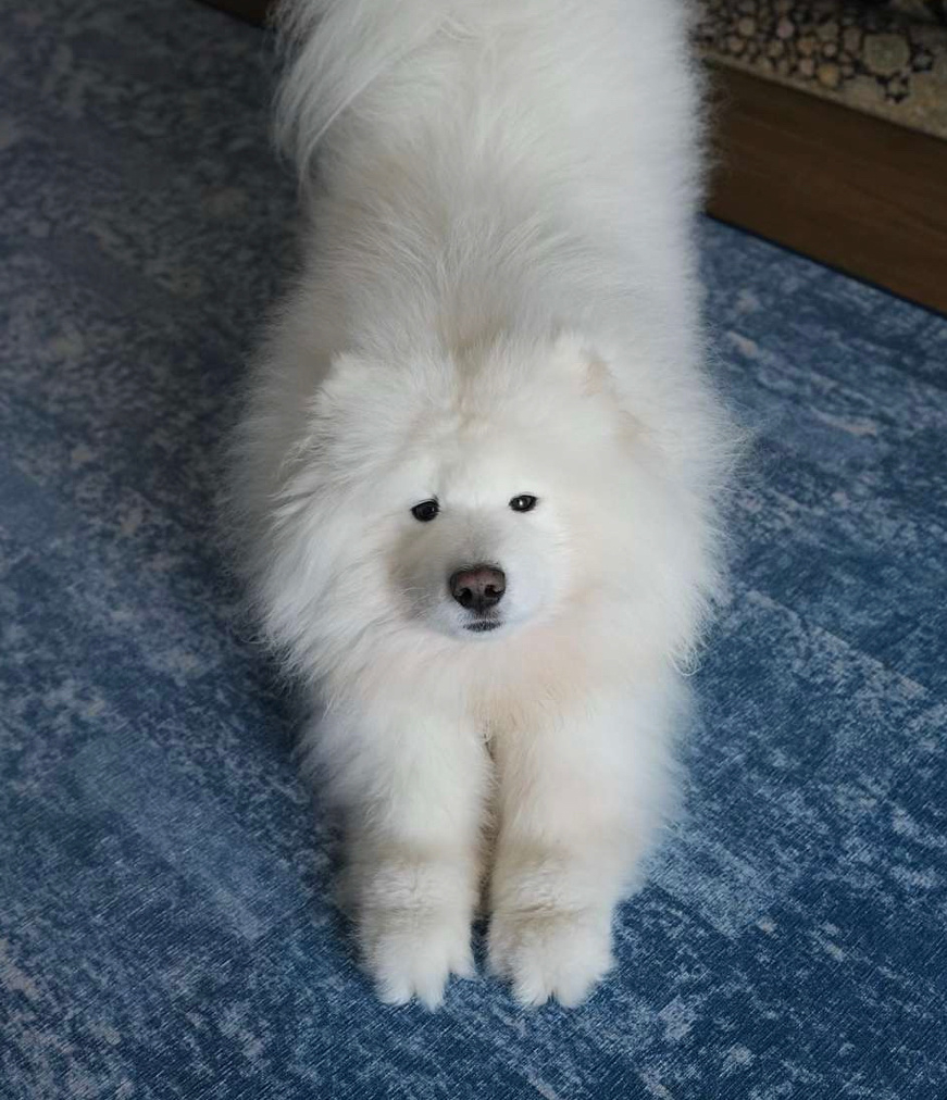 标准的下犬式 ​​​