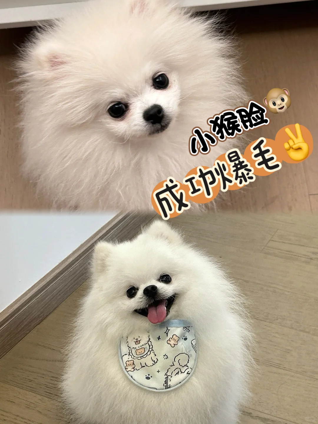 尴尬期的小狗有救了！