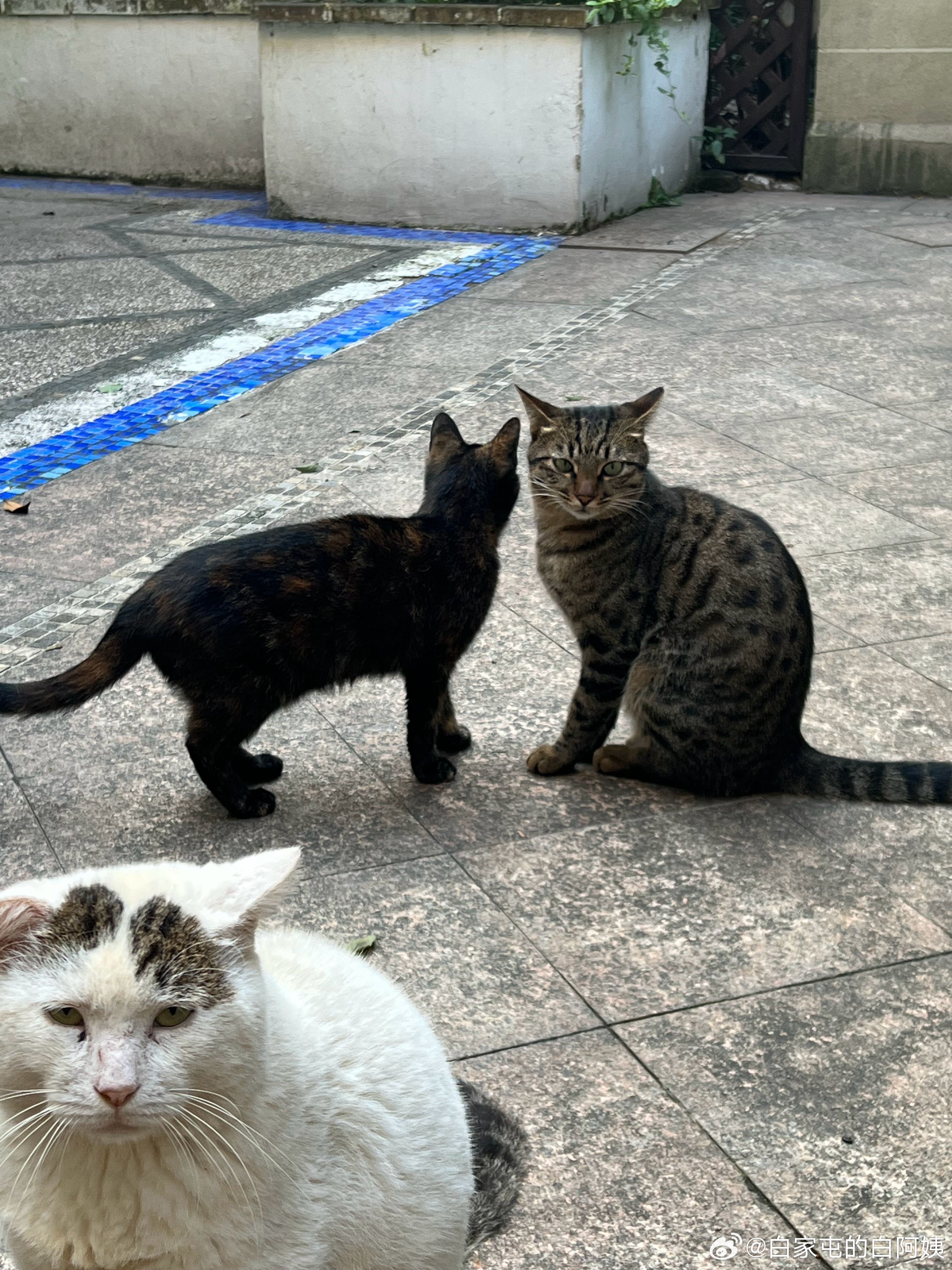 早早早！如果说三花猫是猫里大美女，那我觉得狸花猫就是猫里大帅哥[舔屏] ​​​