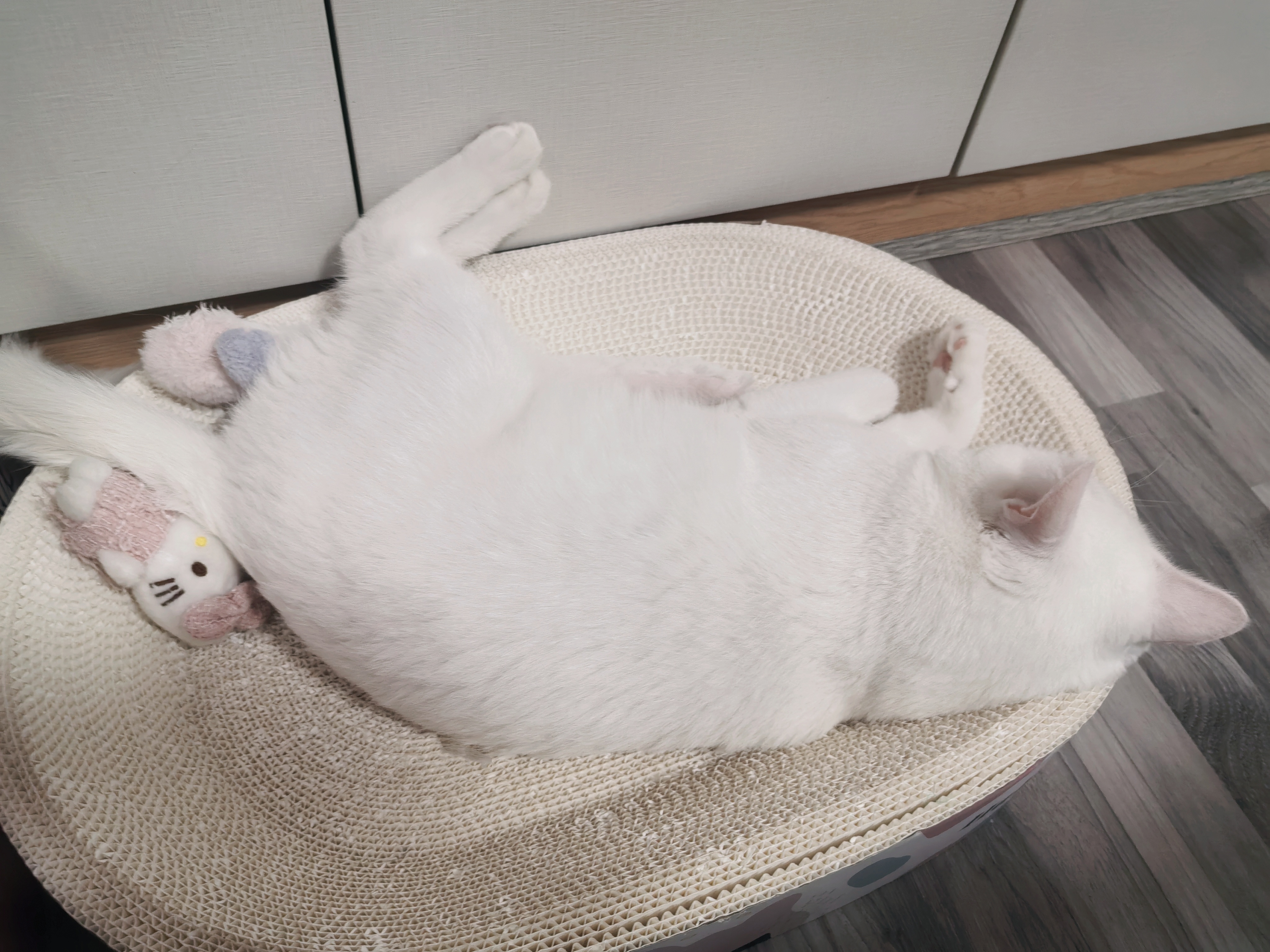 我的小猫有自己的阿贝贝 