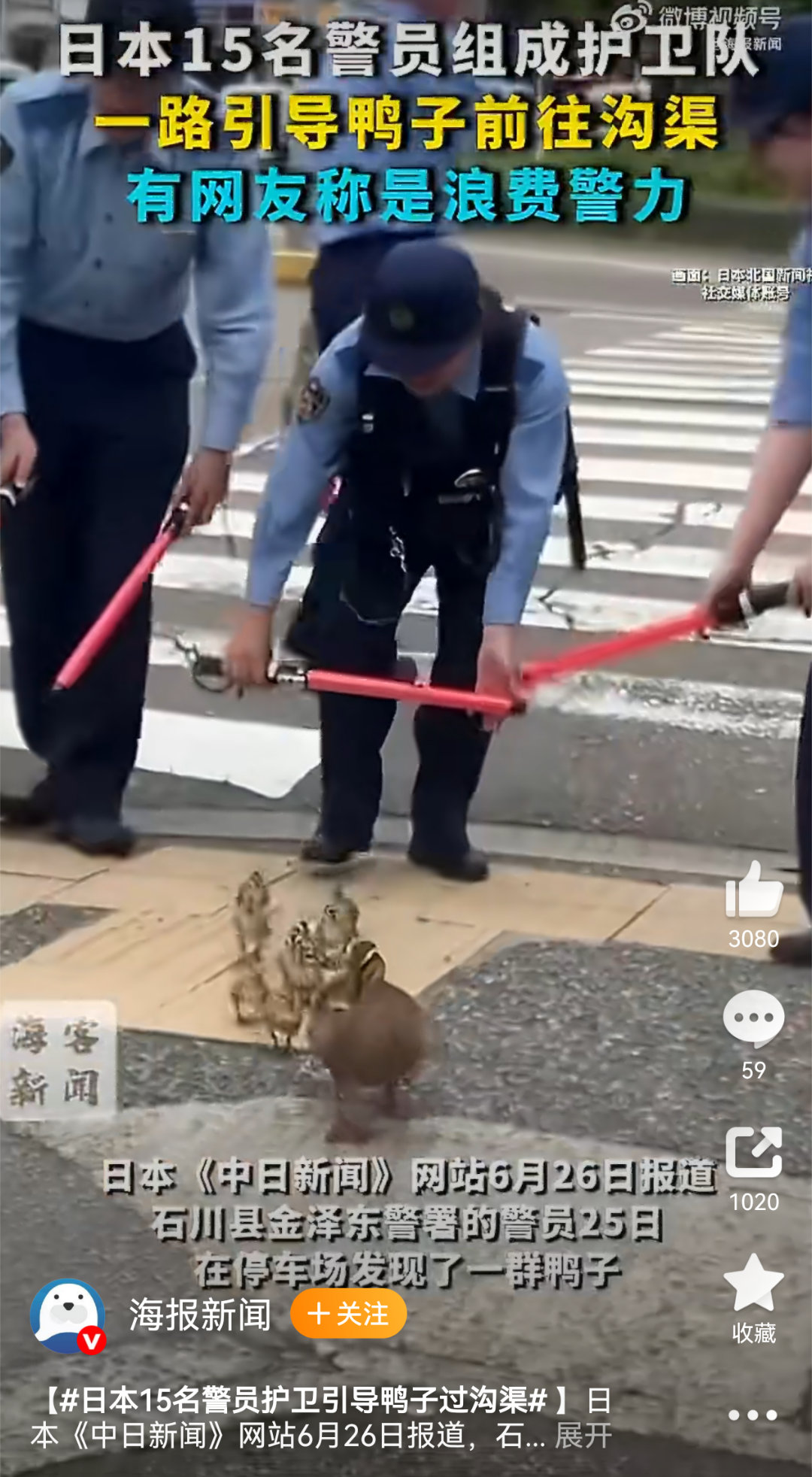 日本15名警员护卫引导鸭子过沟渠鸭子明显被吓到了，小日子光干这种自我感到的破事热