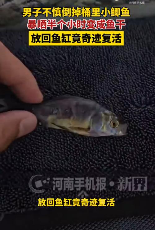“解释不清了！” 8月5日海报新闻报道，河南一男子倒水时忘了桶里有条小鱼，一起倒