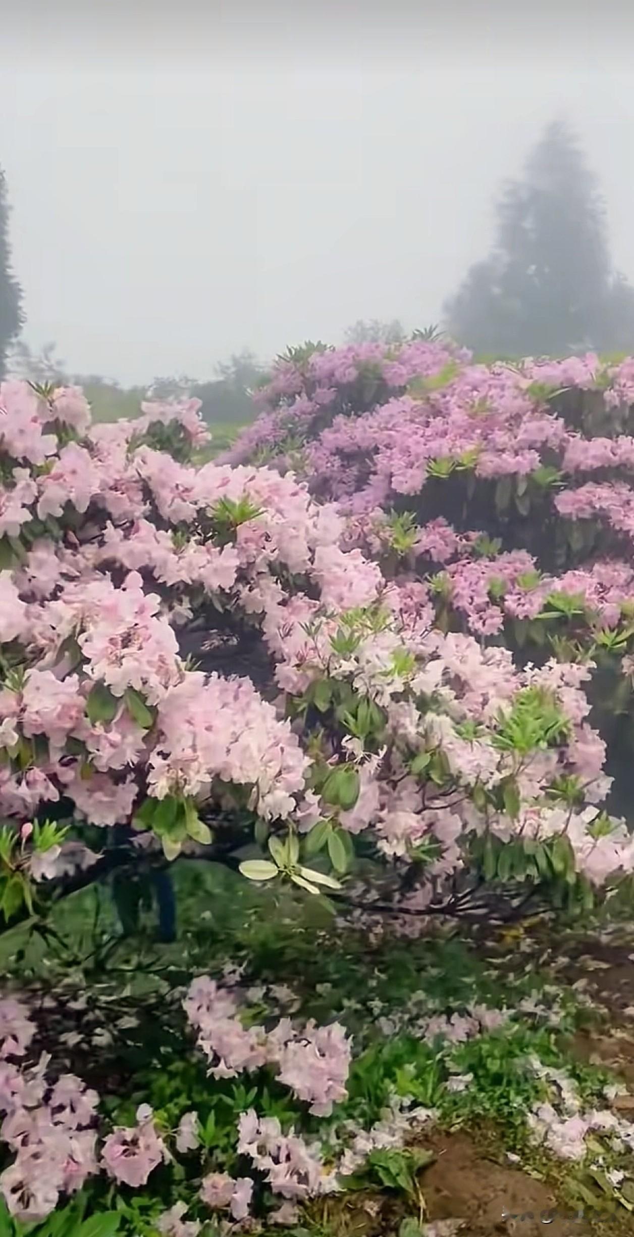 云雾里的高山杜鹃，在无人问津的山野里悄悄绽放。原来慢下来，才是生活的解药。不必追