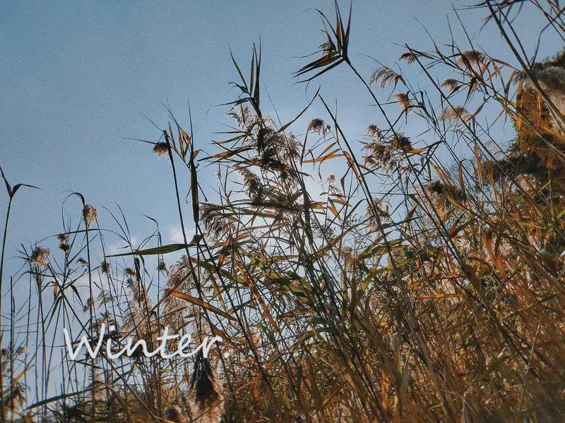 今年冬天的不同