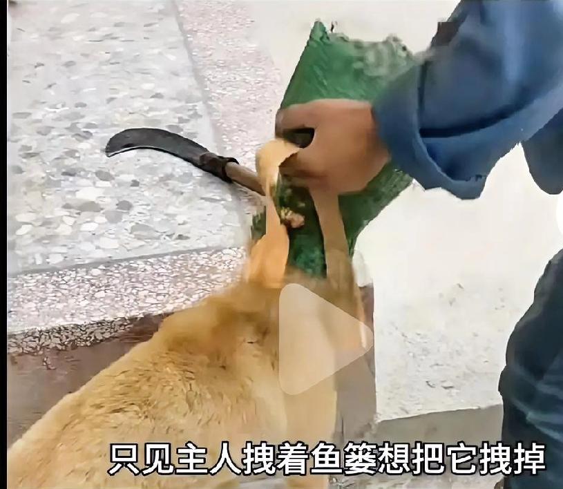 广西一只狗狗的头不知道怎么被卡进了装鱼的鱼篓里，怎么也甩不开，就跑去找主人，主人