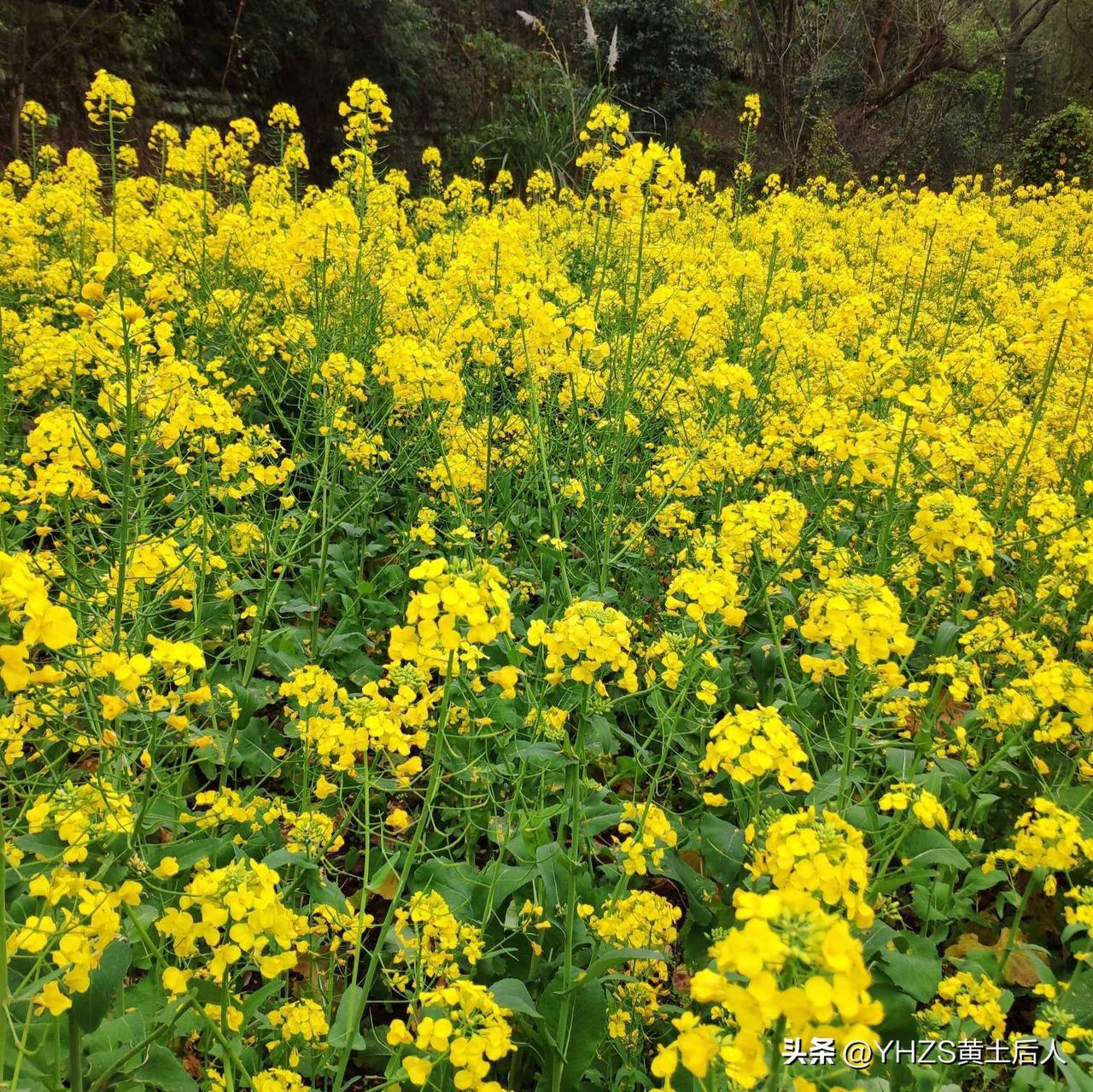 《油莱花》
春洒黄金遍地香，
雨打枝头换新妆；
引来蜂群采花香，
儿童奔走田间忙