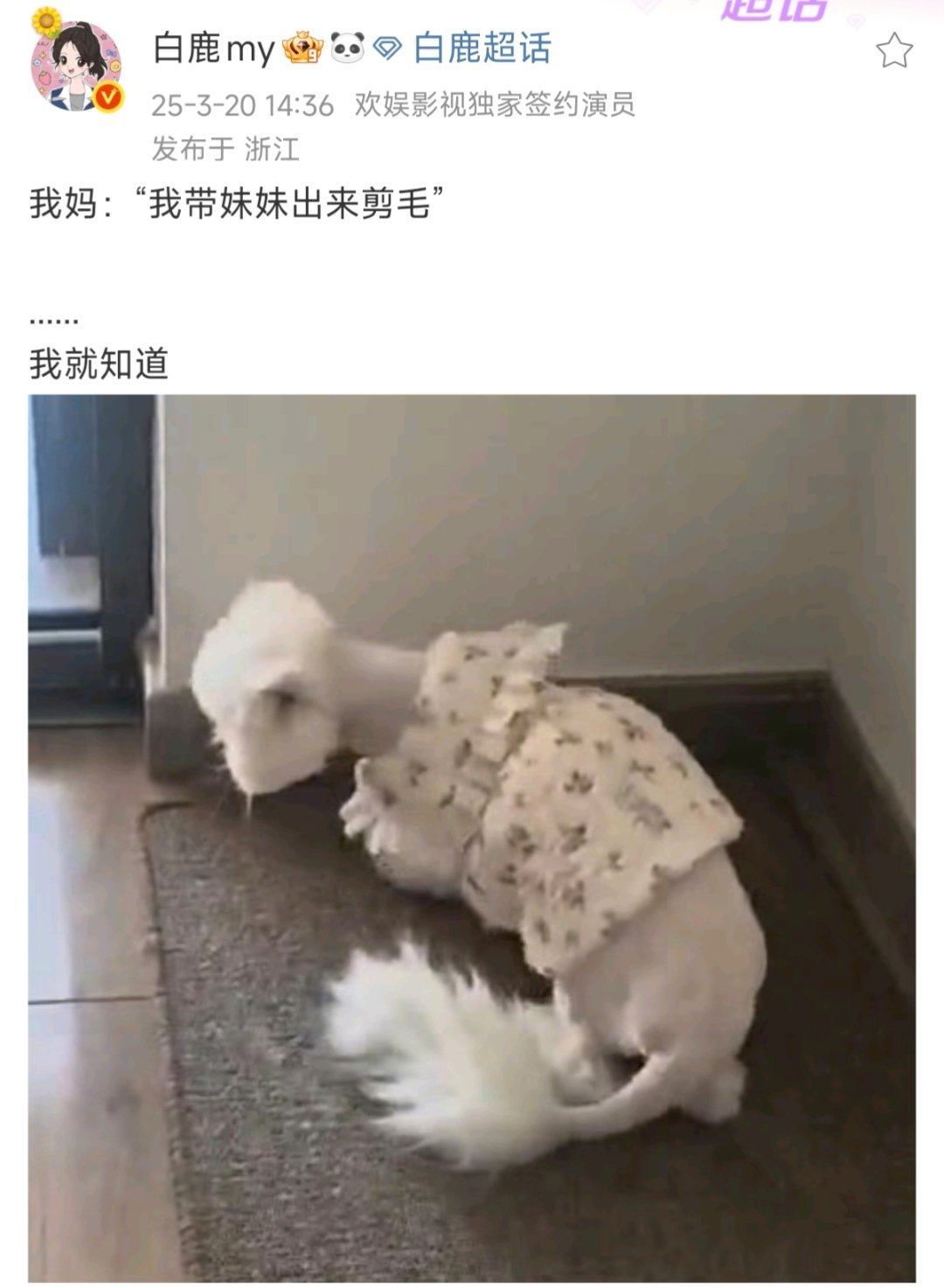 白鹿的猫被妈妈带出去理发了，然后……不敢睁开眼希望是白鹿的幻觉😵😵😵白鹿的