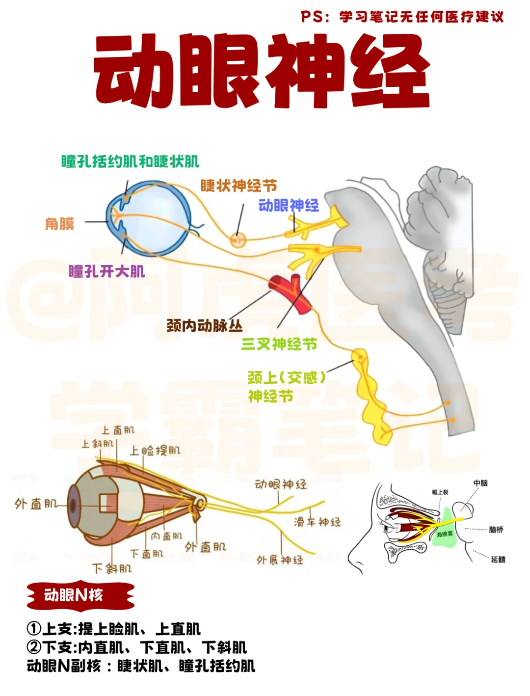 阿虎医考学霸笔记📒：动眼神经👆