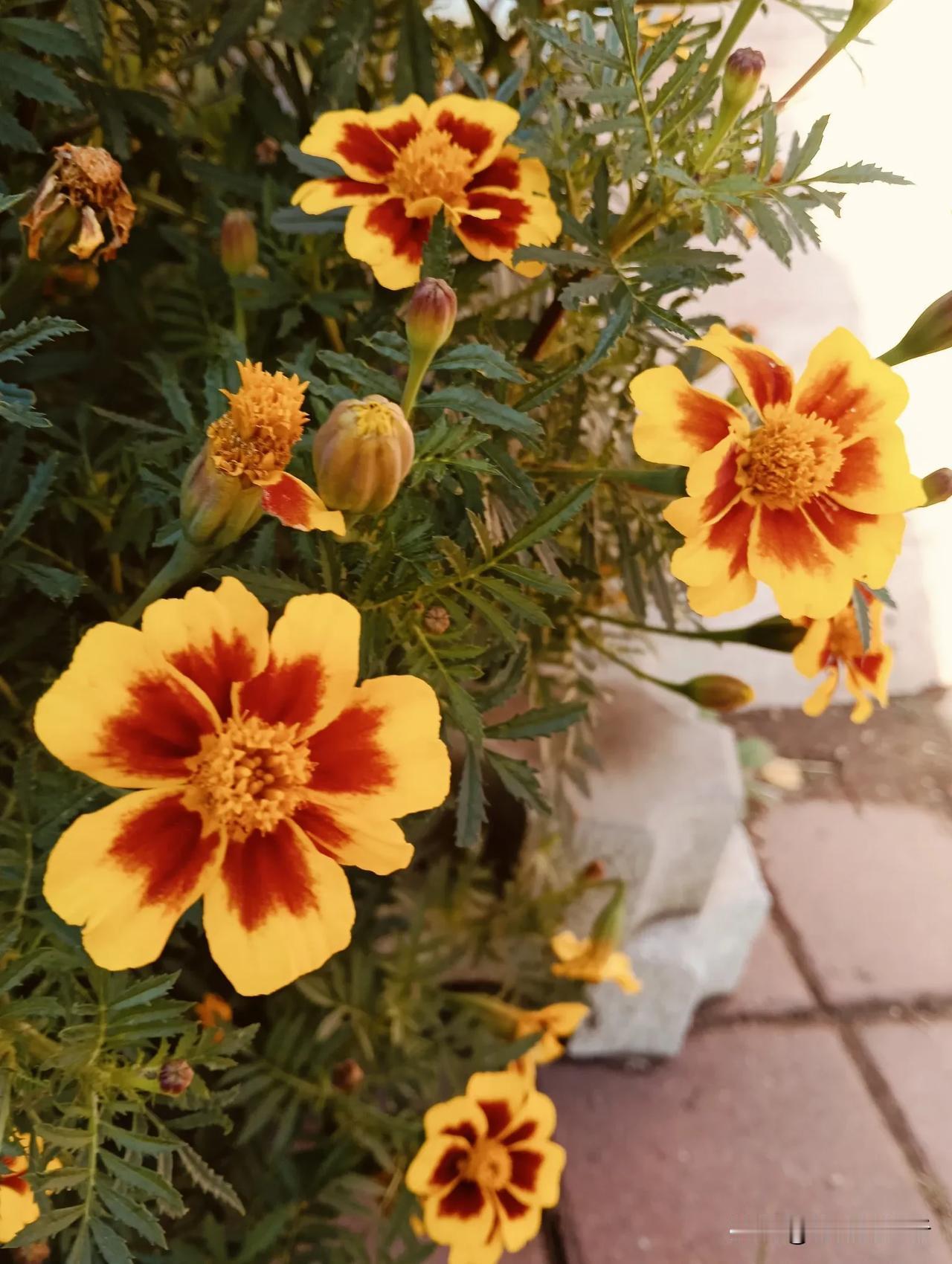 晨光中的花#秋日绽放的花# #秋日采花随手拍#