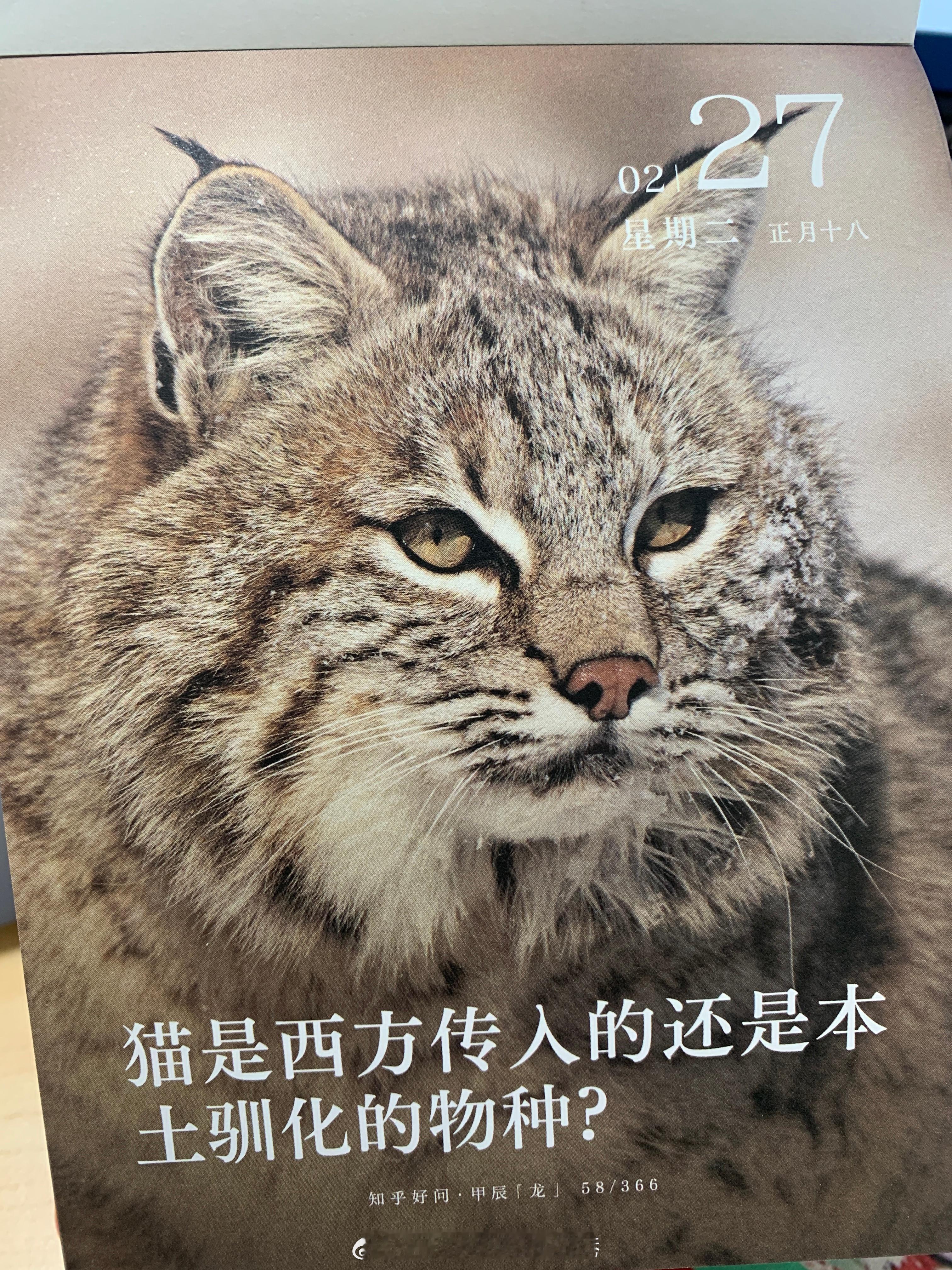 朋友们早上好～猫是西方传入的还是本土驯化的物种？ ​​​