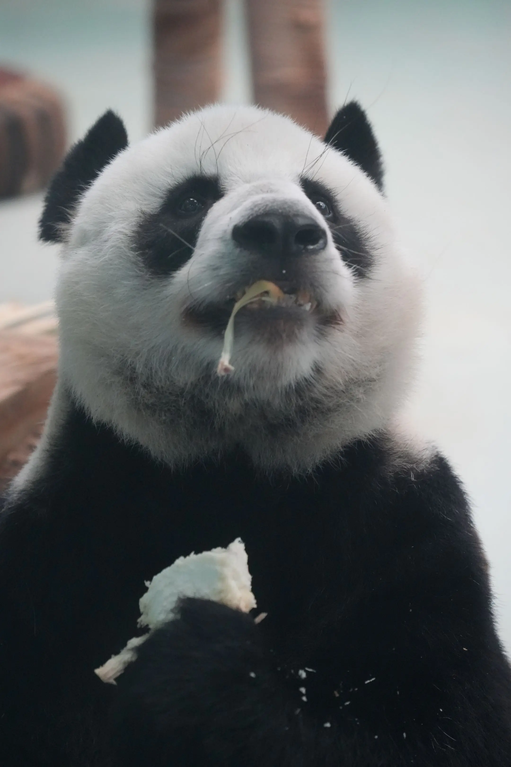 蜀琳和明浜。（看到蜀琳就会想起珍大和帅帅（眼睛特别像），明浜的腿腿是真...