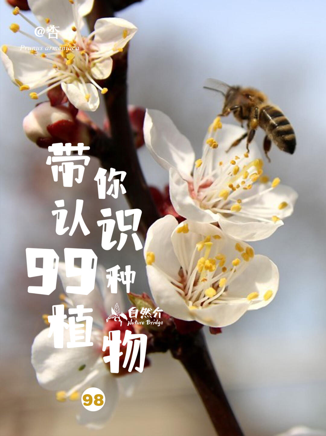 带你认识99种植物