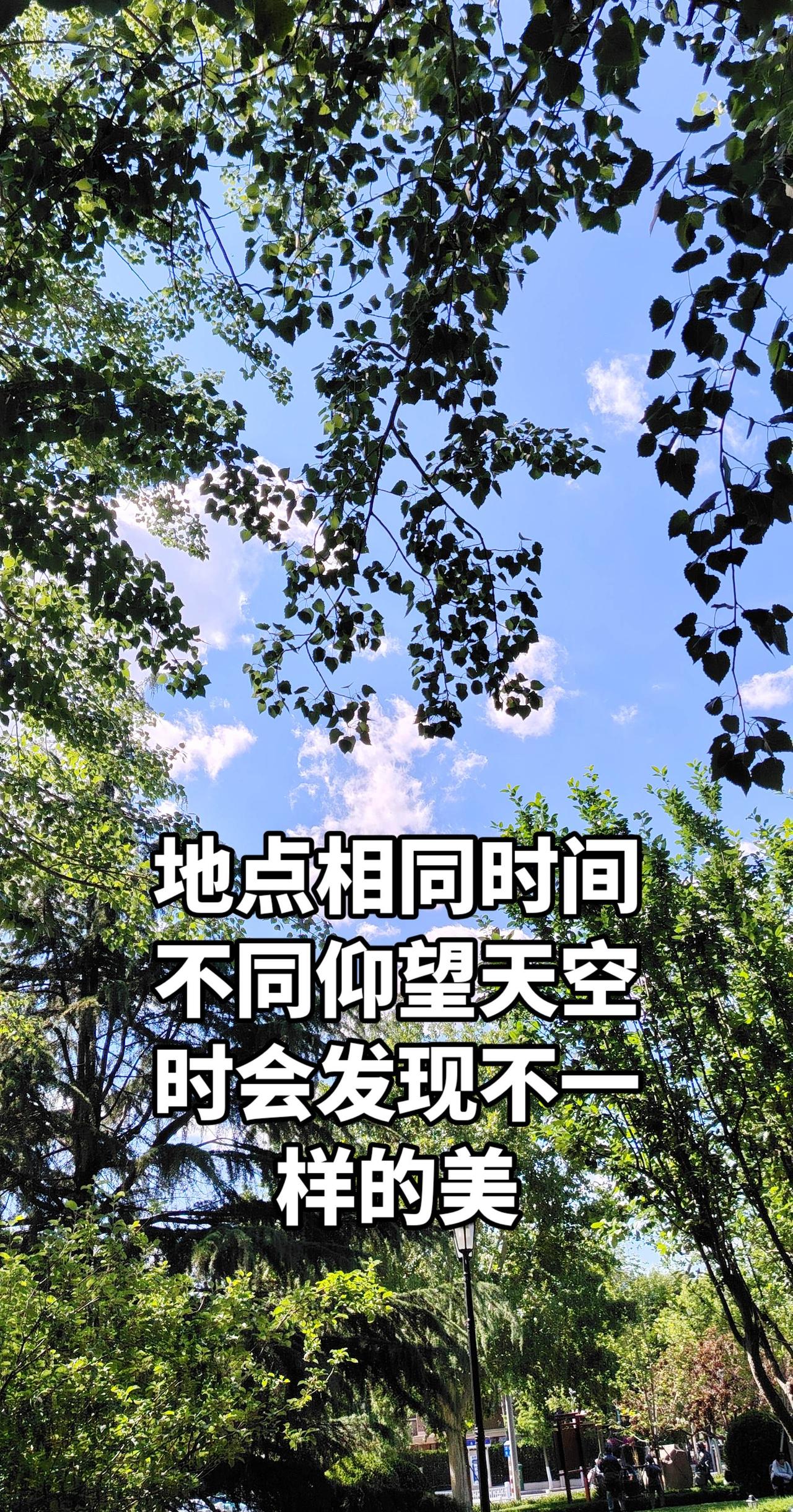 我把初夏拍给你看 树与天空美照 随拍即景 阳光照耀下的绝美树木风景