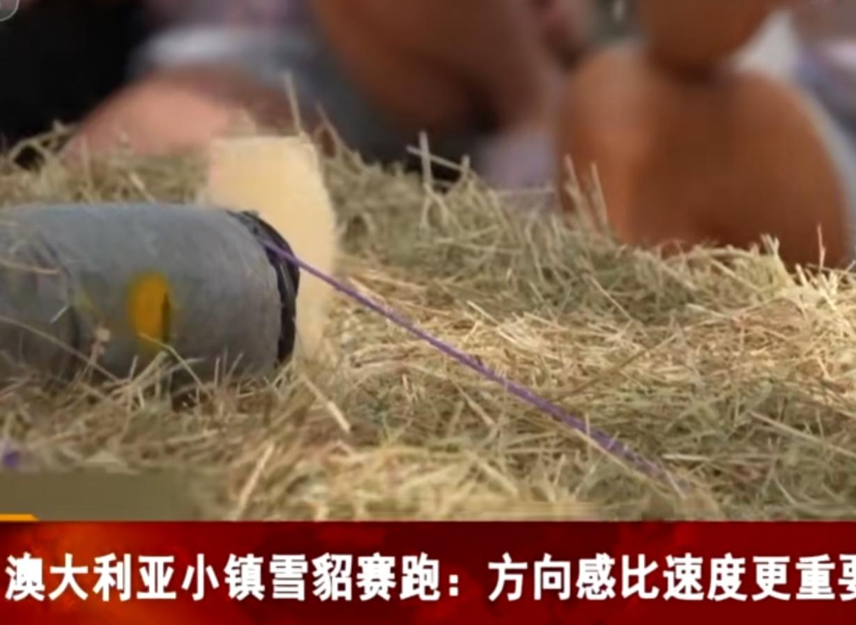 在澳大利亚的小镇活动上，一场别开生面的雪貂赛跑吸引了众多游客围观。小巧的雪貂们从