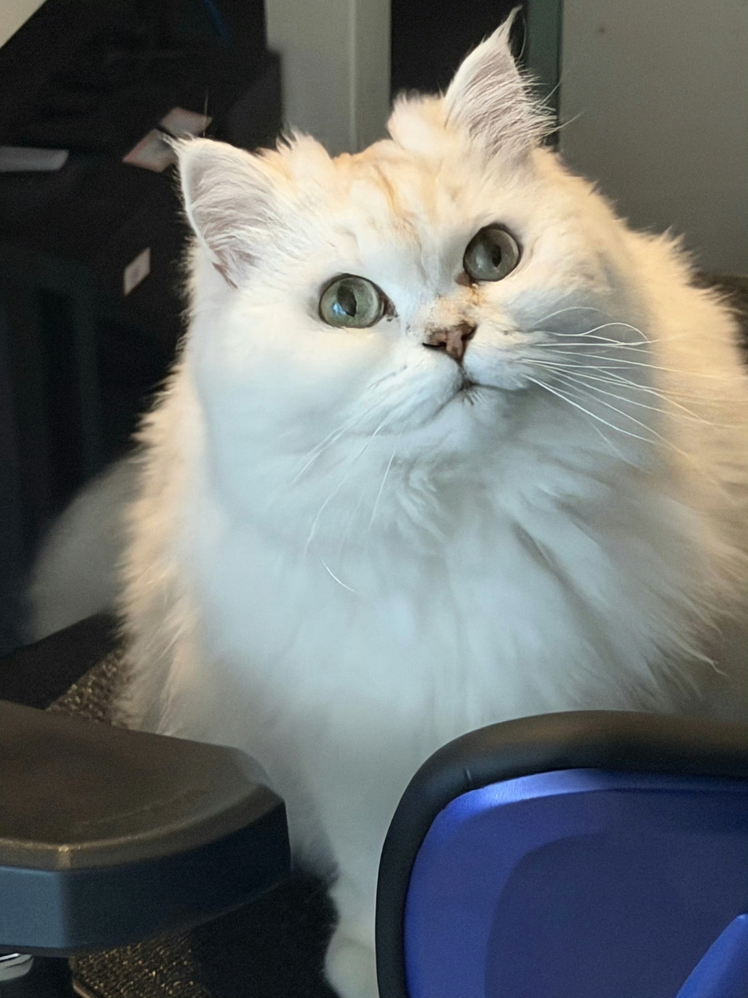 派大兴的比奇堡  明明是可爱咪2026pel