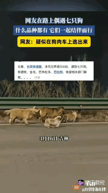 太感人了！这才是最圆满的结局，7只狗狗生死相伴，17公里归途一个都没少！

它们