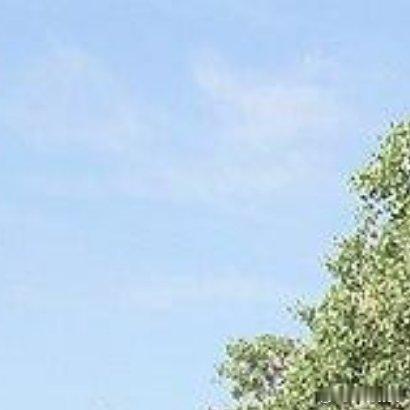 阳光信用[超话] 🌲我有一片胡杨林 沙漠的守护者-胡杨 胡杨是中国北方沙漠里唯