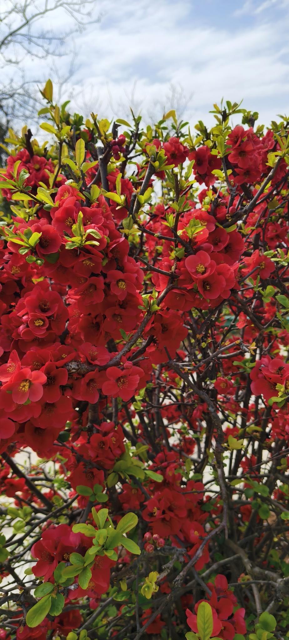 分享一张你拍的樱花照片。梦幻樱花写真