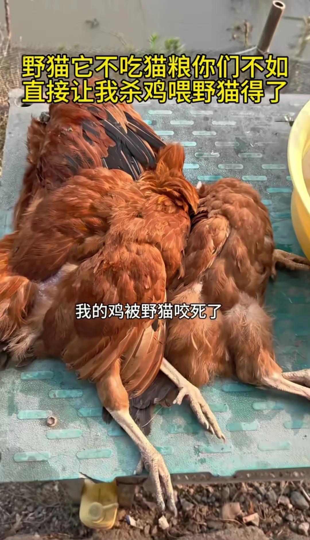 喂养流浪猫根本不是有爱心！其实是做坏事！有人喂流浪猫还标榜自己不是为了回报就是心