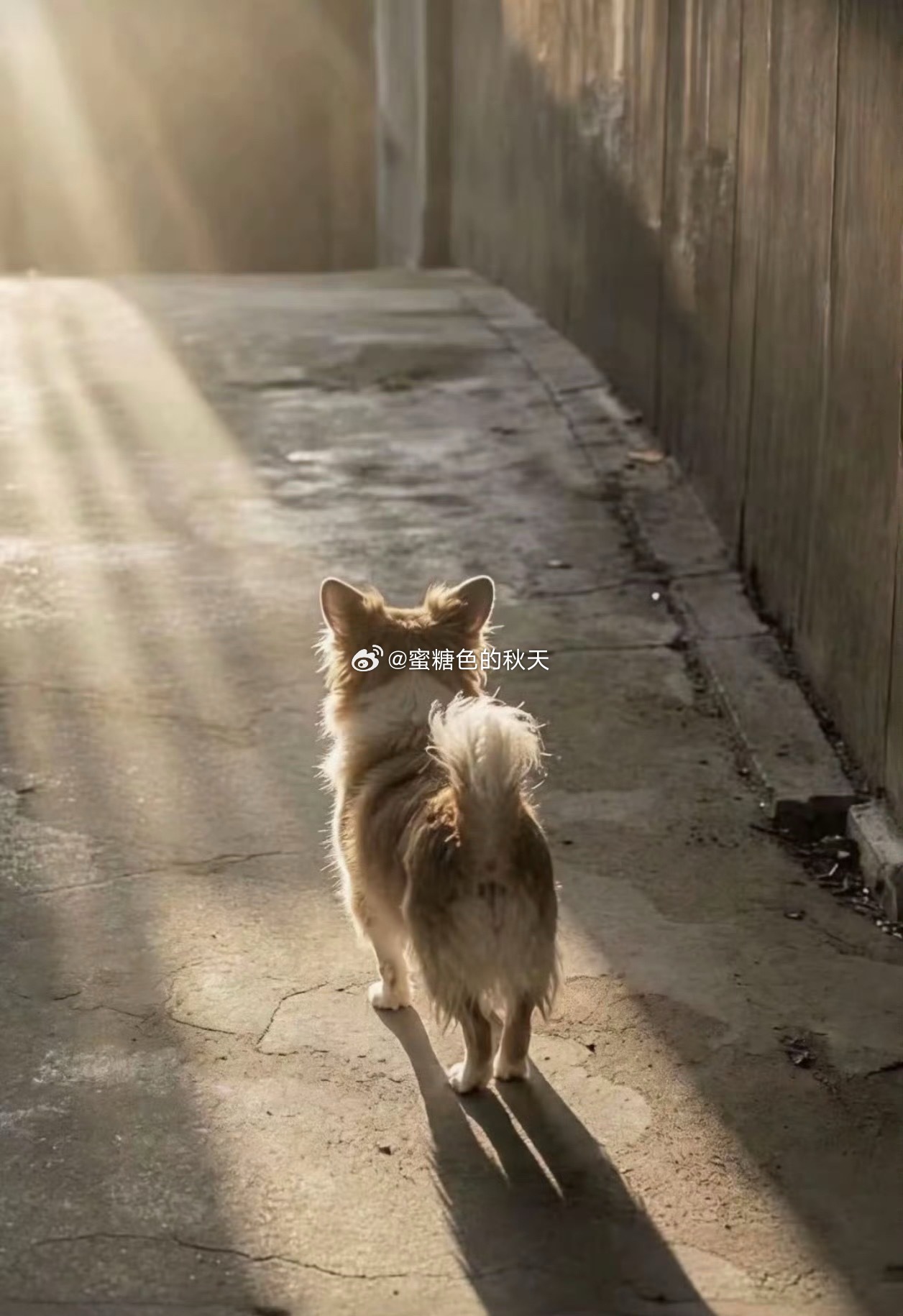 两只小狗遭剥皮离世悬赏1万找虐狗者这是恶魔！最近这些事件极端的让我觉得古时的凌迟