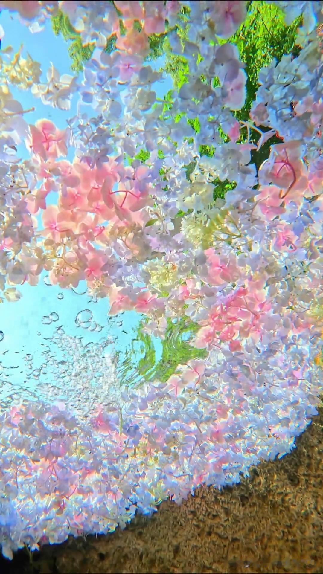 乖乖嘞！这随手拍直接美到心坎里！把手机往花池里一放，粉紫蓝的花瓣裹满镜头，蓝天当