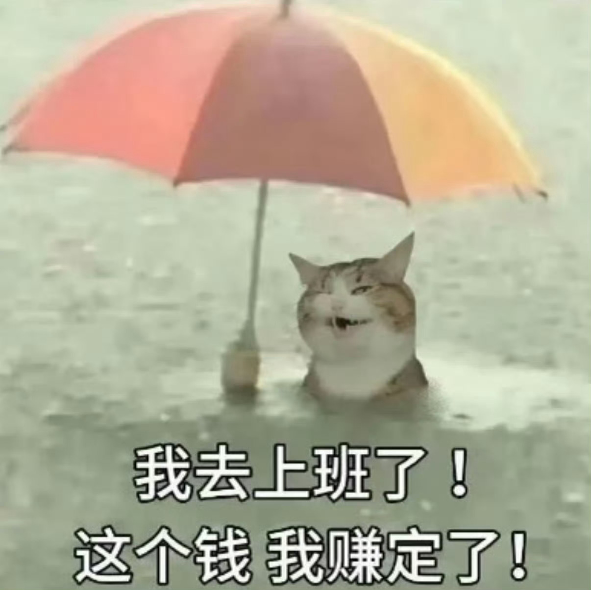 白海豚 上班远在河南，我感觉有点凉快之外，就是风大点，心疼江浙沪的🐮🐴 