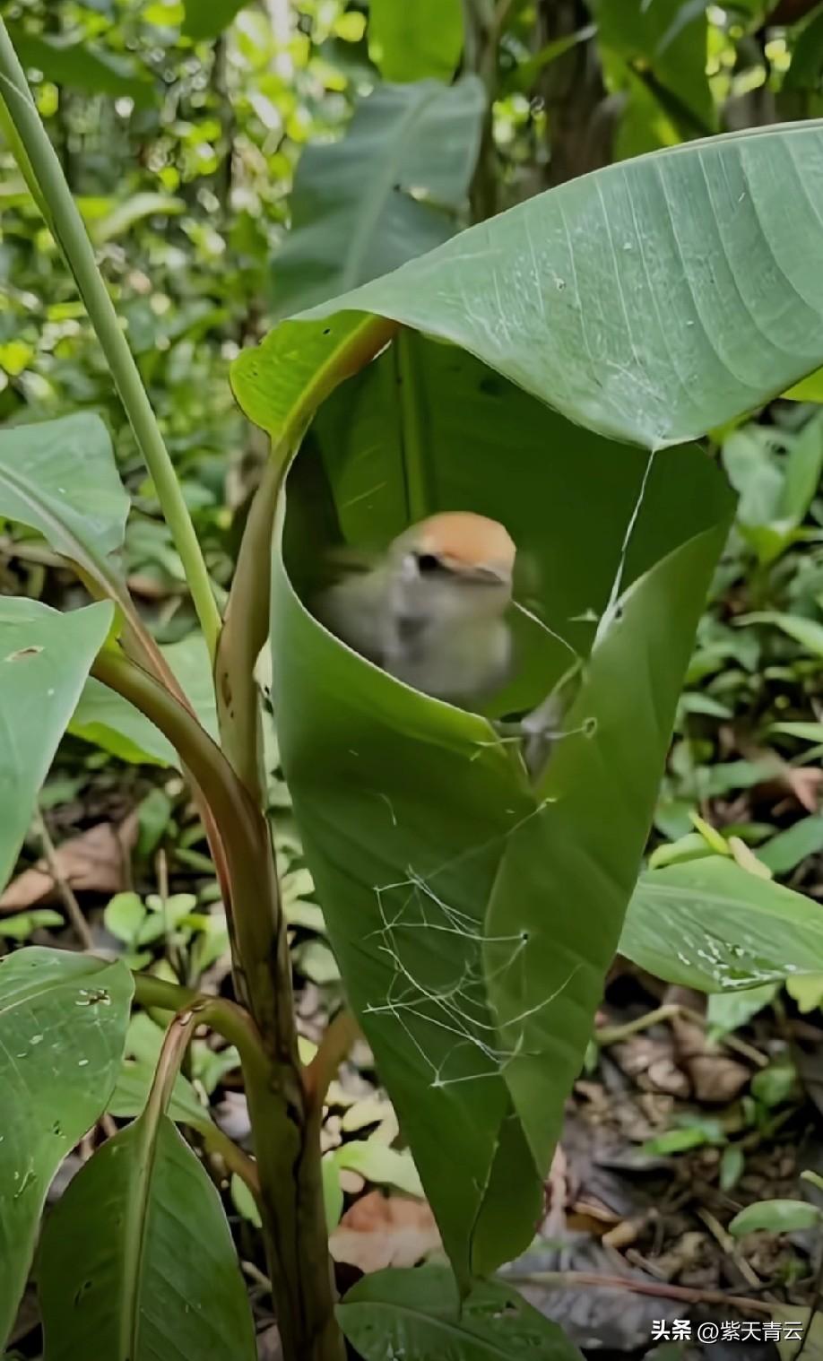虽然知道是真的
但Al让人心中都有了怀凝[捂脸]
首先想到的是不可能[笑哭]