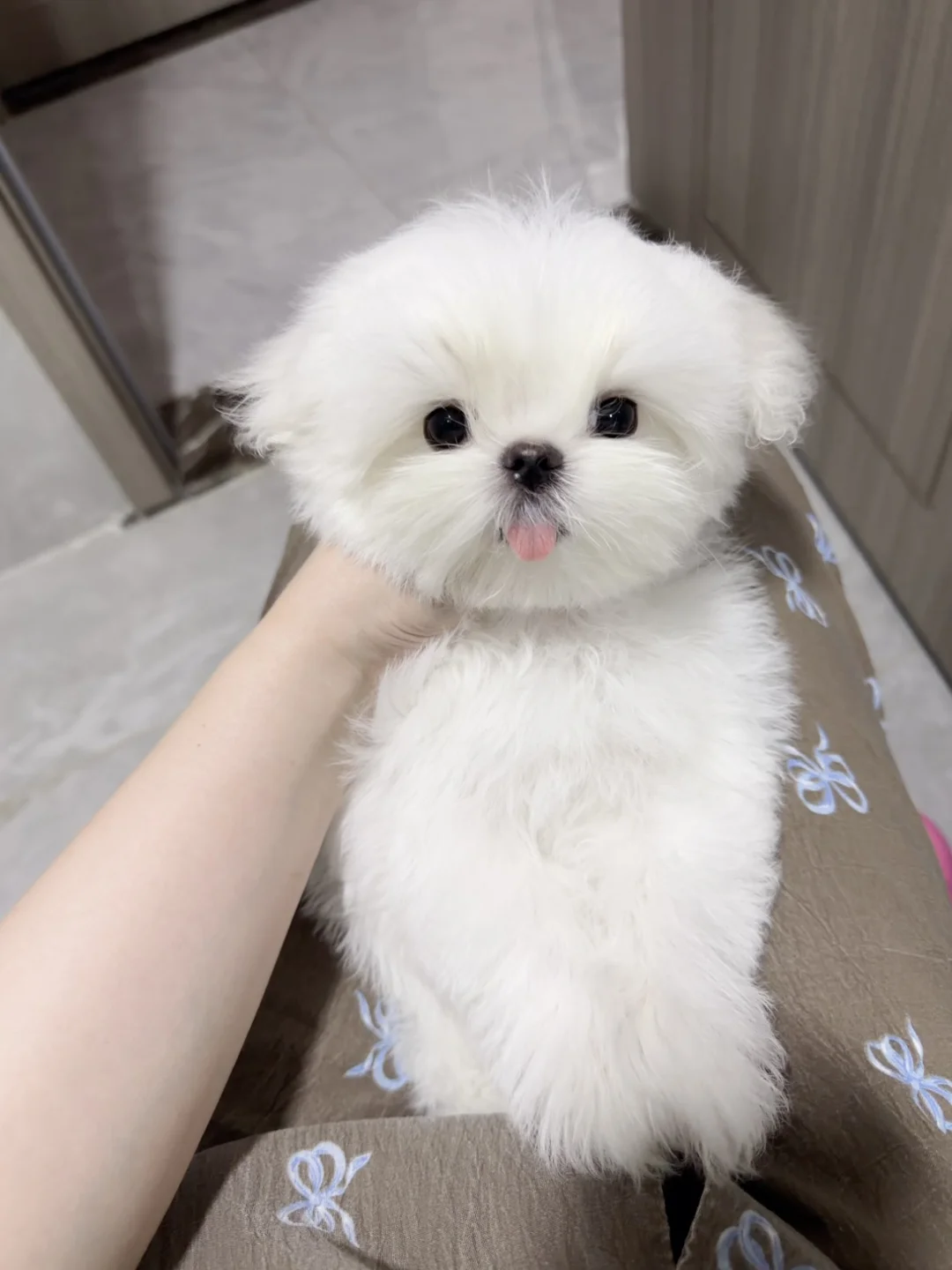 小体韩版马尔济斯弟弟5800