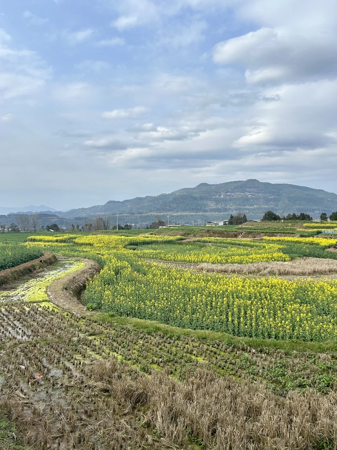 春天是油菜花的季节