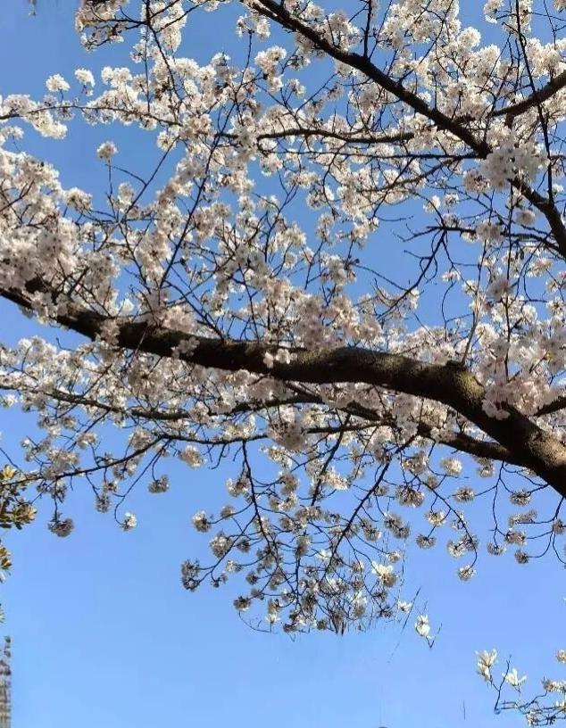 行香子•春分
昼夜匀分，寒暑相均。恰春半、景最怡魂。夭桃照水，艳杏烧云。看燕归梁