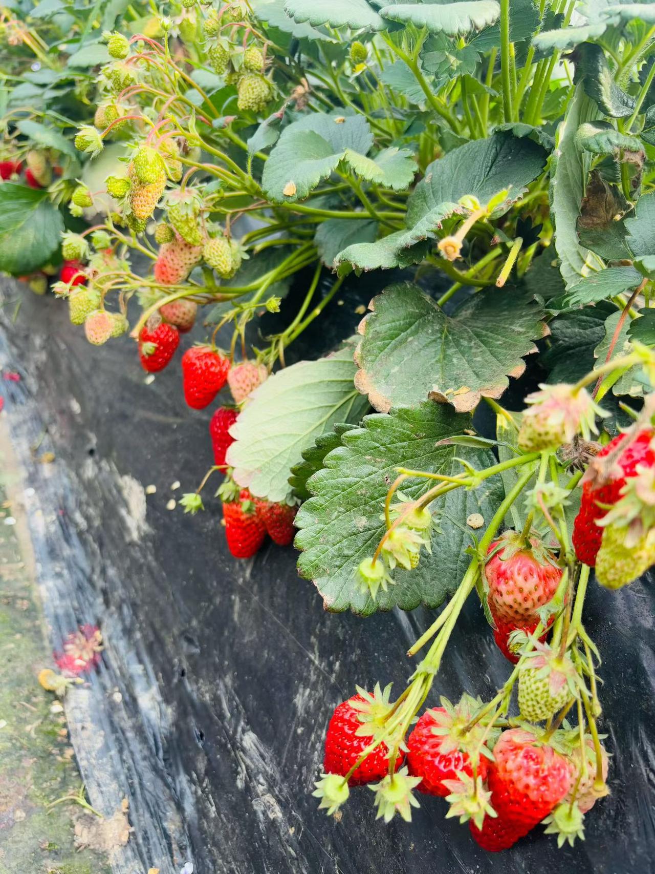 红透的果实垂在垄间，咬一口，是满溢的果香与阳光的味道，把整个春天的鲜活都吃进嘴里