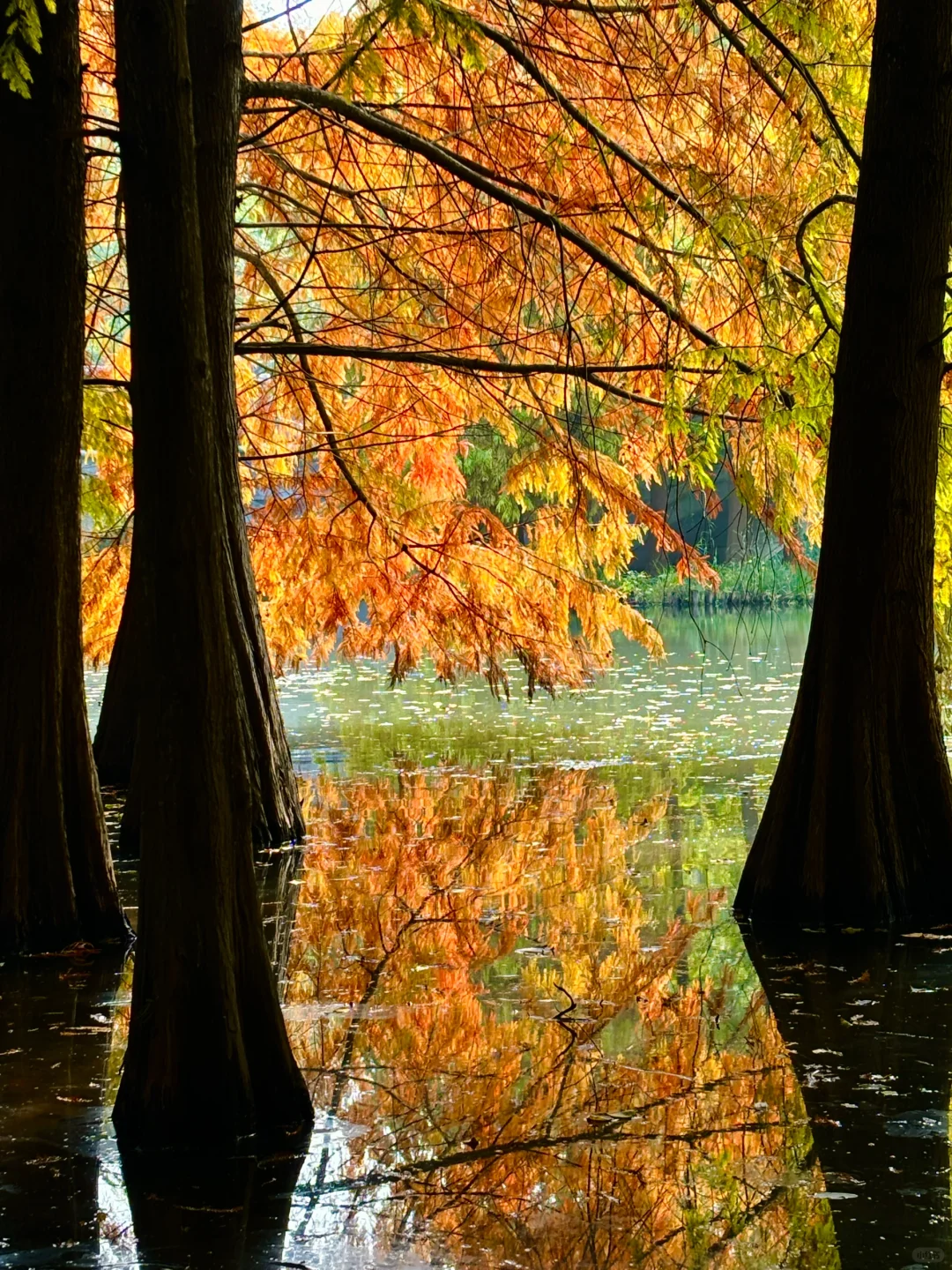 11.04实拍‼️明孝陵水衫已变色！好美😍
