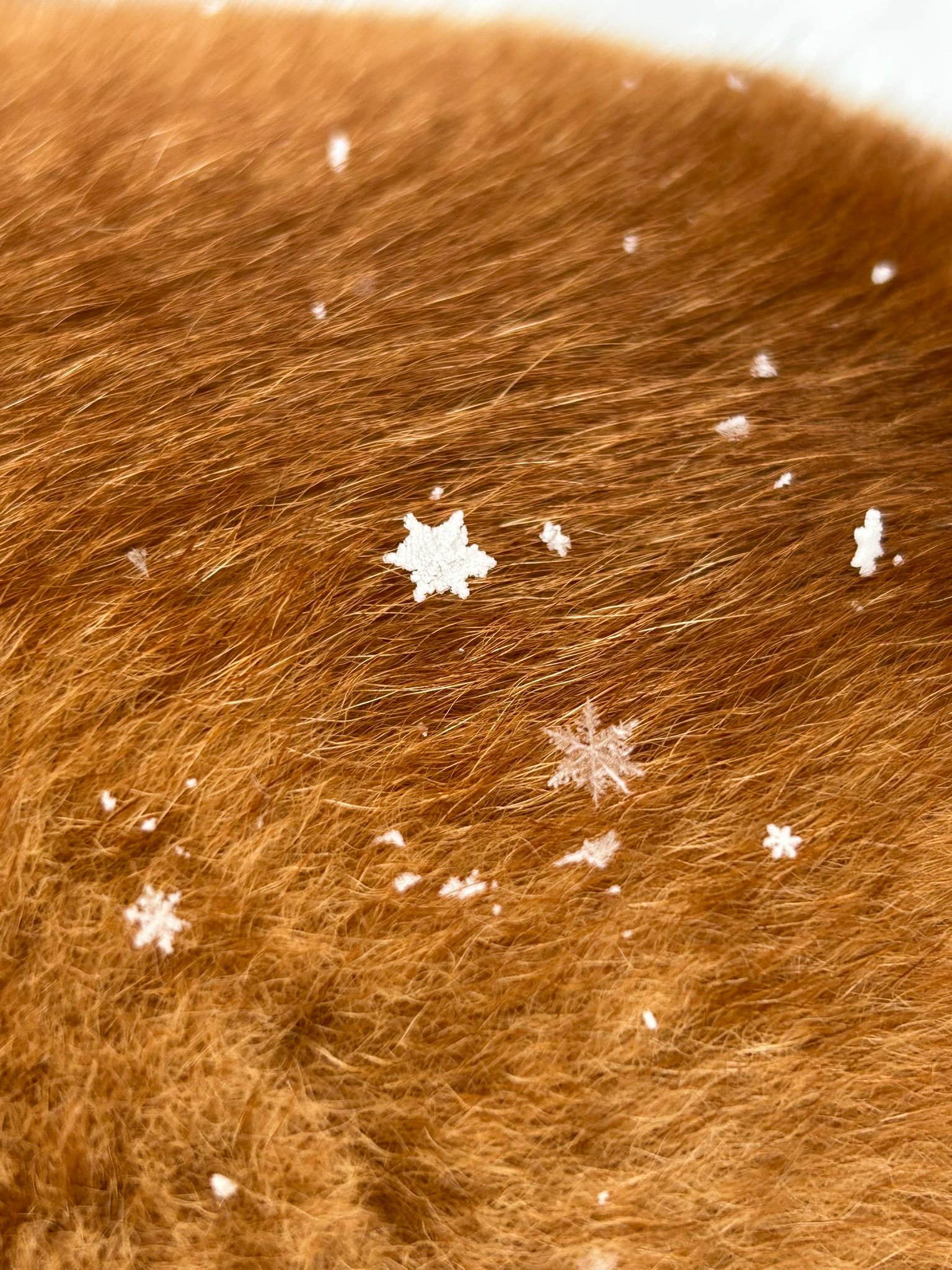 柴犬 要说起来，柴犬才是我最初说的霜糖面包的原型哈哈哈哈真的很像新鲜出炉的大吐司