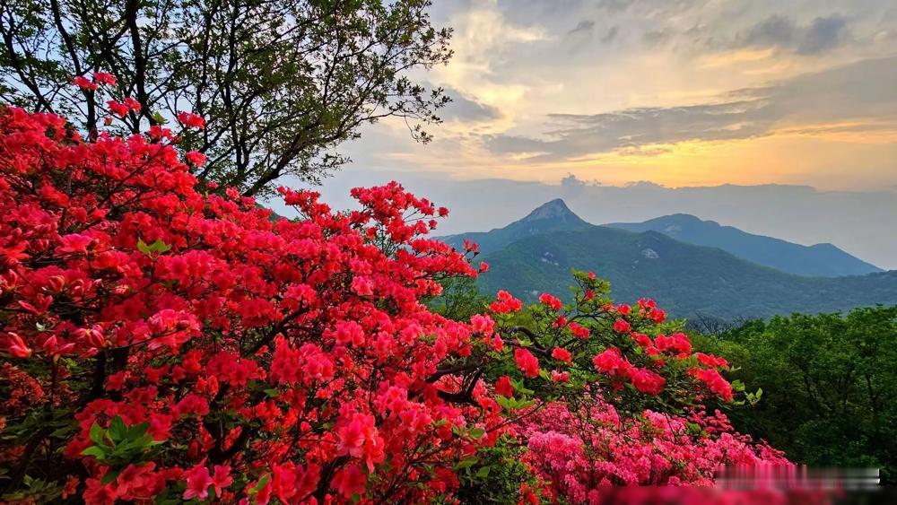 隐藏在河南的自然瑰宝——南阳桐柏山太白顶绝美风景区，这里宛如人间仙境。高耸的山峰