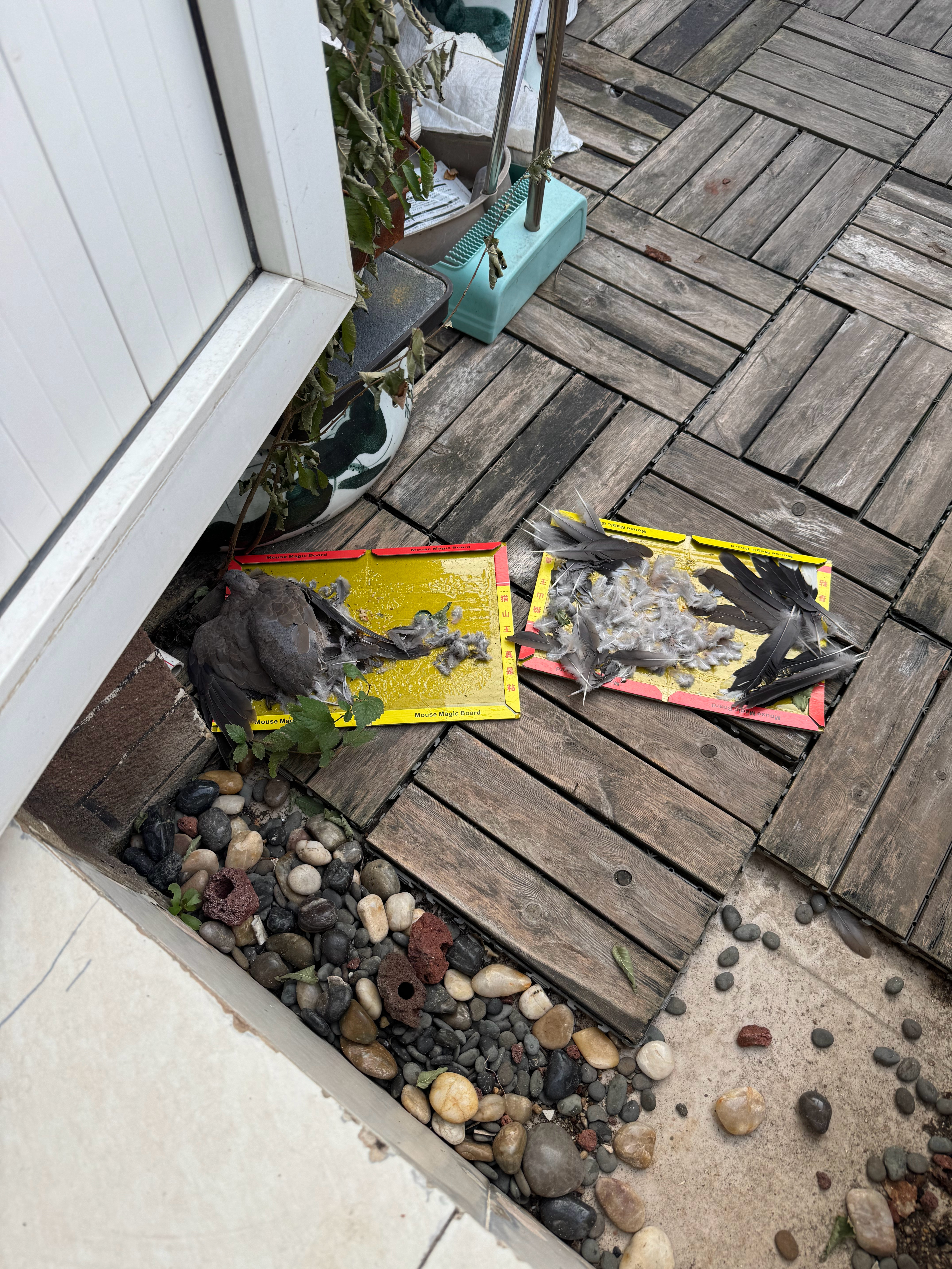 I am so sorry抓老鼠误伤咕咕咕去胶，洗澡，吹干我会负责到底的 ​​​