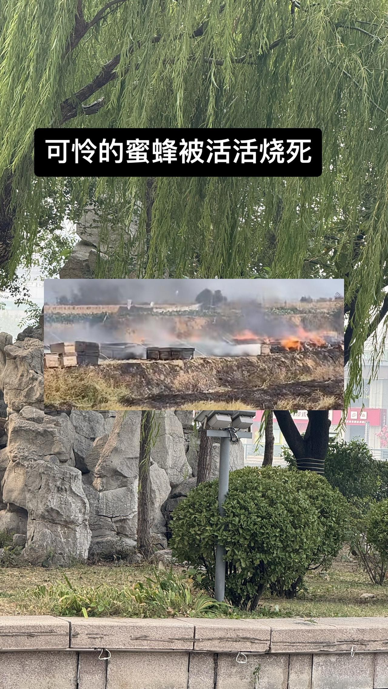 湖南岳阳一蜂场突发失火